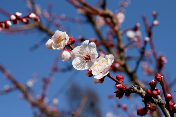 大分県の花 豊後梅