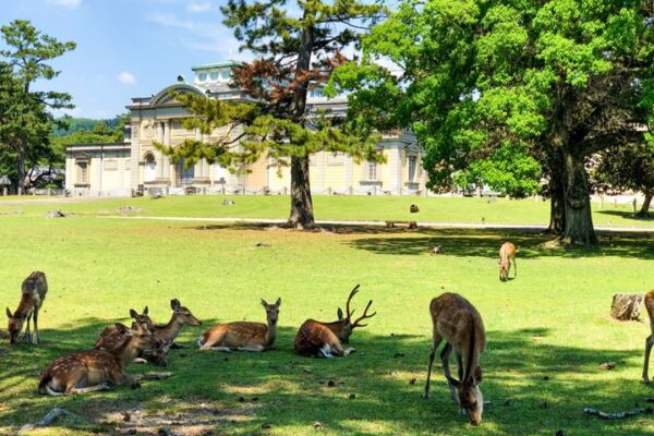 奈良公園の鹿と奈良国立博物館