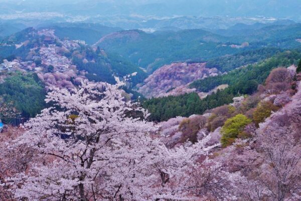 吉野山と桜